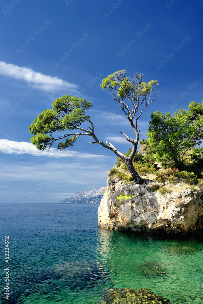 Obraz premium Sławna piękna skała z sosnami w Brela w Chorwacja