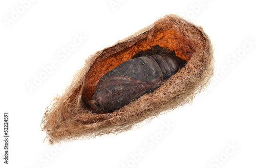 Silk Cocoon with pupa of the Giant Emperor moth (Saturnia pyri).