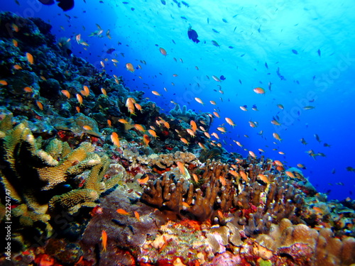 珊瑚礁の水中風景