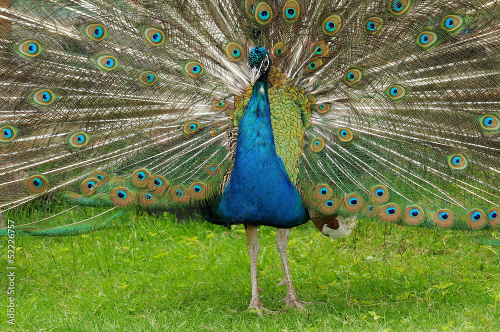 Obraz premium Blauer Pfau