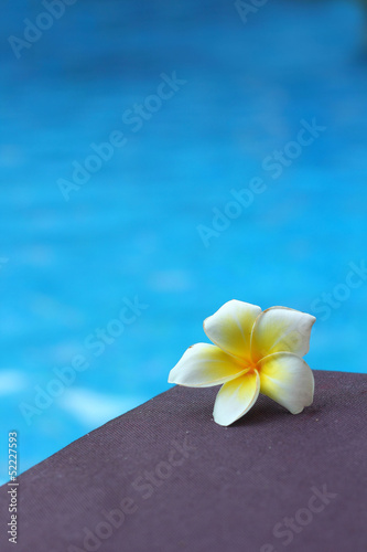 Frangipani flower and pool © Successo images