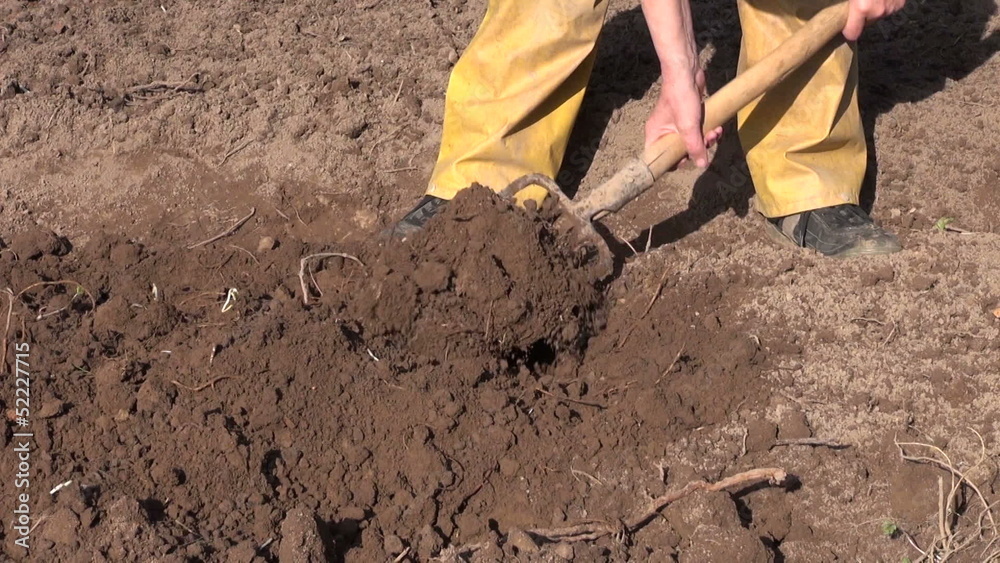 Digging spring soil with shovel in farm garden Digging spring soil with shovel in farm garden