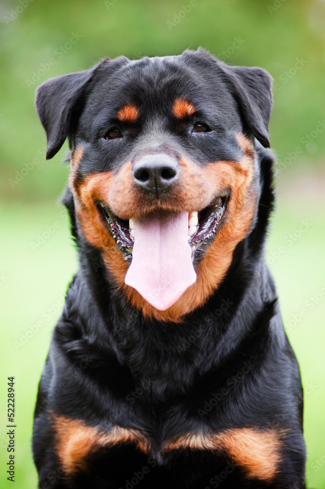 rottweiler dog portrait outdoors rottweiler dog portrait outdoors