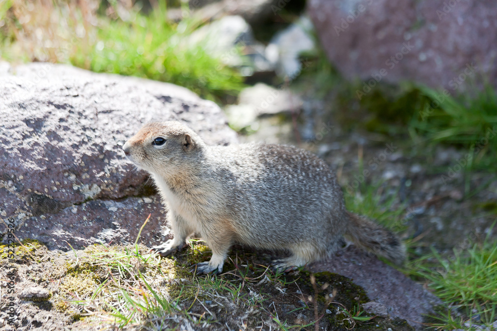 Naklejka premium Ground squirrel