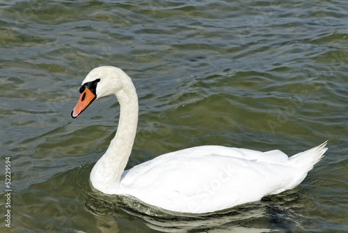 Schwan  Cygnini 