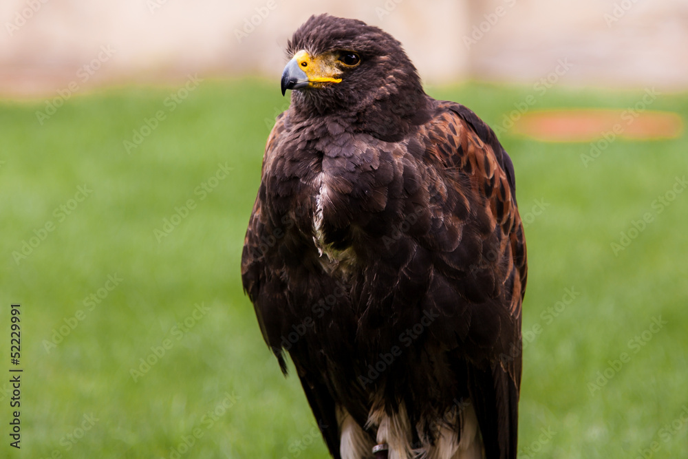 Fototapeta premium Steinadler