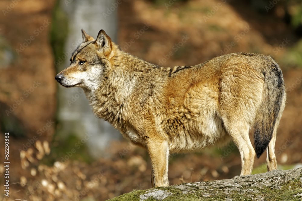 Wolf (Canis lupus) Wolf (Canis lupus)