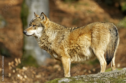 Wolf  Canis lupus 