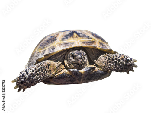 Turtle isolate