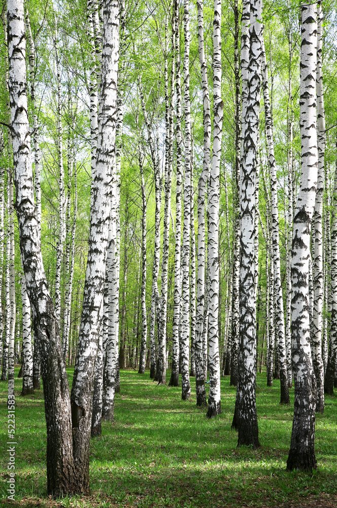 Fototapeta premium Spring greens in birch grove
