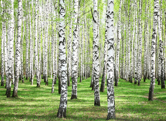 Fotobehang Berkenbos Eerste lentegroen in berkenbos  © Elena Kovaleva
