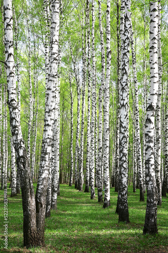 Spring greens in birch grove