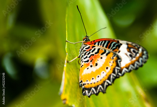 butterfly © sgabby2001
