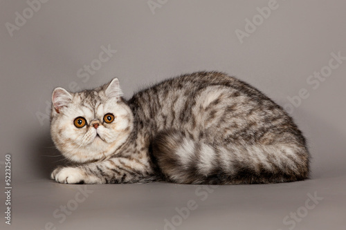 Exotic shorthair cat.  persian cat on grey background © EwaStudio