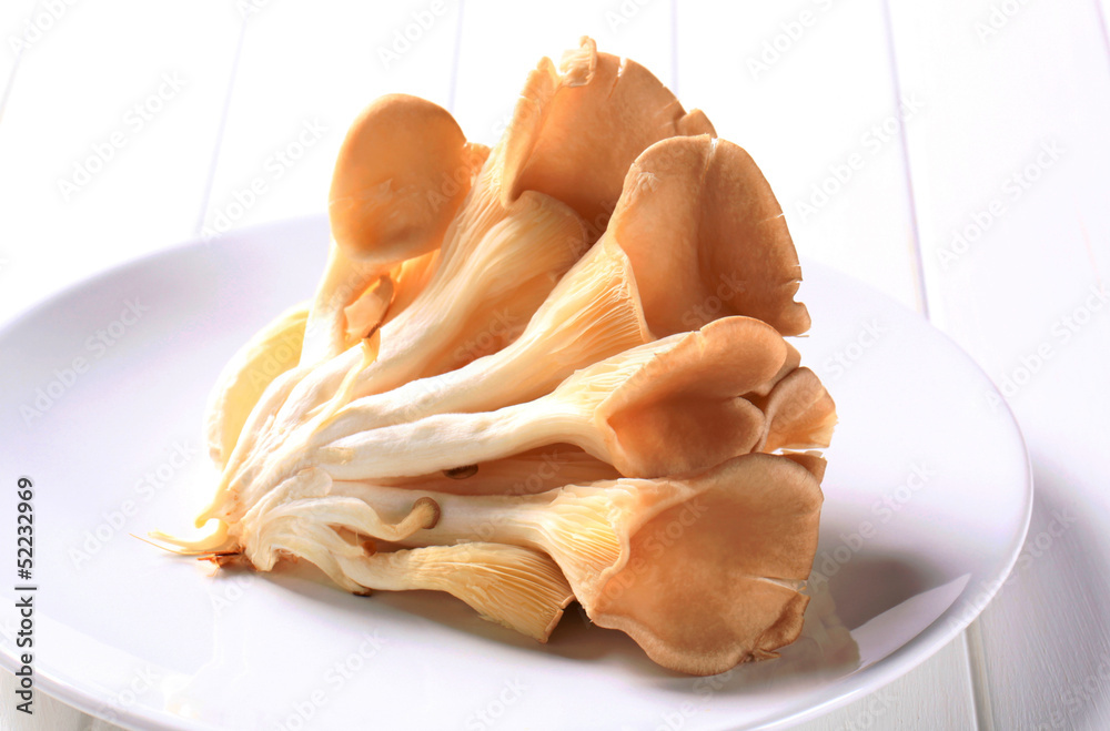 Fototapeta premium Fresh oyster mushrooms