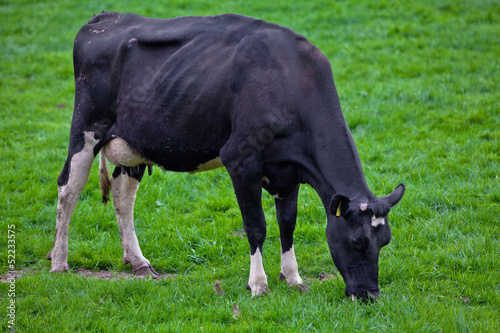 cows on meadow photo