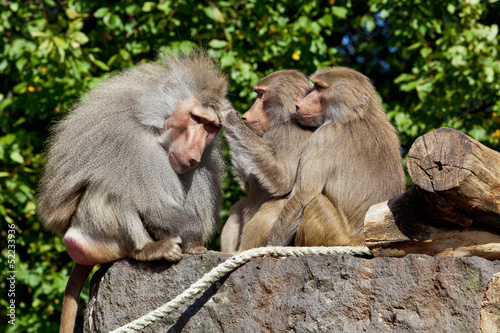 monkey family.