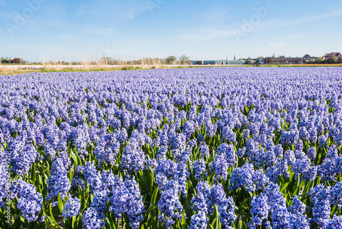 Wallpaper Mural Field with blue flowering Hyacinth bulbs Torontodigital.ca