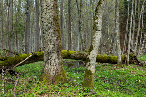 Fresh stand of Bialowieza Forest in spring photo