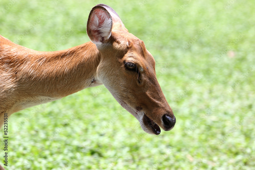 The side of the head deer.