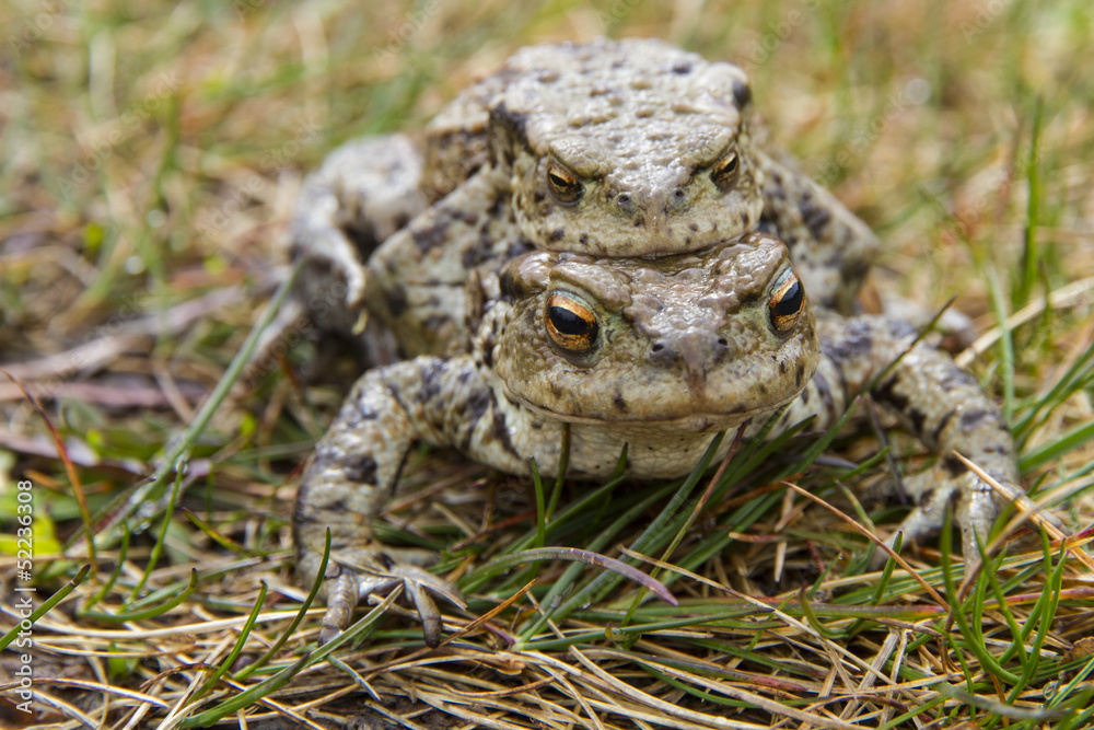 Obraz premium Mating Common or European Toads (Bufo bufo)