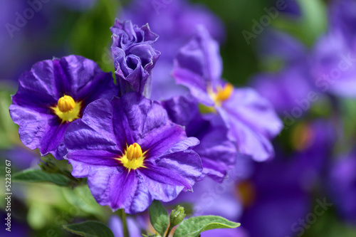 Solanum rantonnetii (Species: Lycianthes rantonnetii) photo
