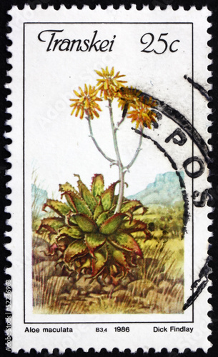 Postage stamp Transkei, South Africa 1986 Soap Aloe photo