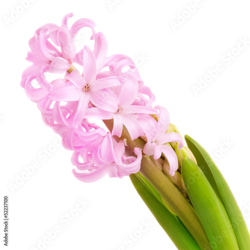 Fototapeta Naklejka Na Ścianę i Meble -  Pink hyacinth on white background