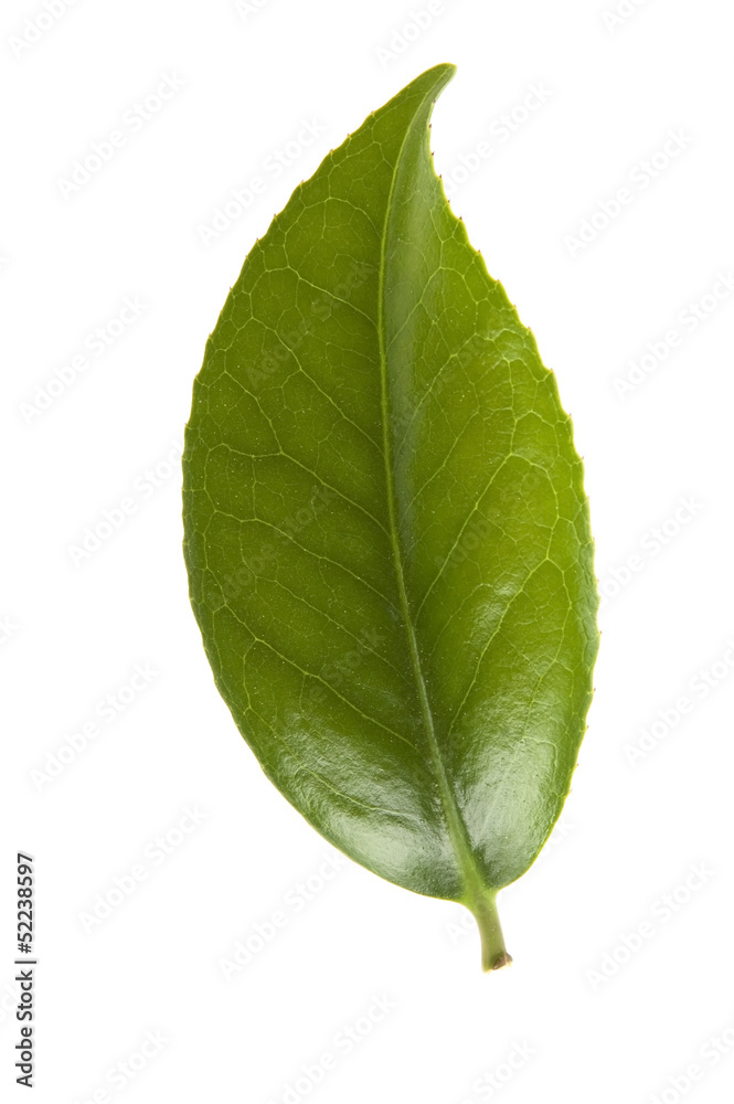 Obraz premium fresh tea leaves isoalted on the white background