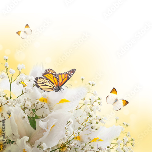 White irises against a green grass, a summer butterfly