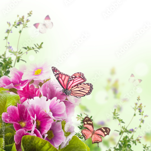 A spring primrose is in a bouquet,  butterfly