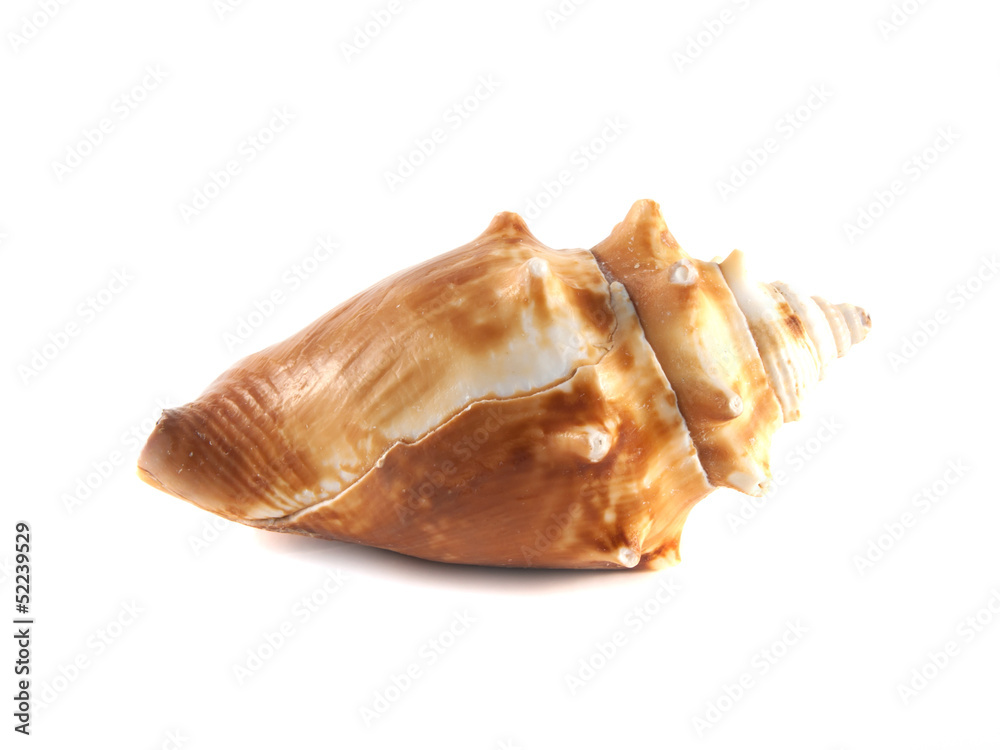 Sea shell isolated on white background. Sea shell isolated on white background.