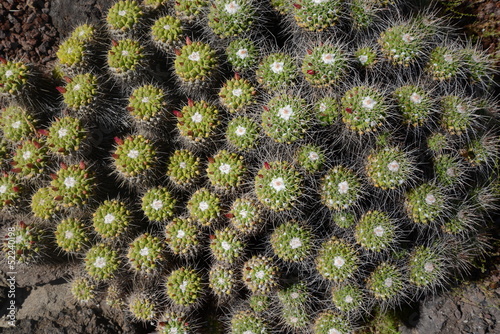 Mammillaria compressa