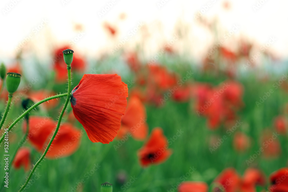 Naklejka premium poppy flowers