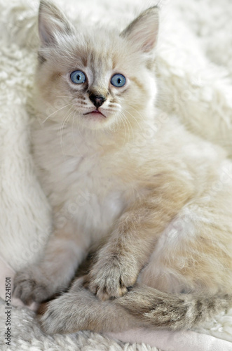 Cute Blue-eyed Kitten