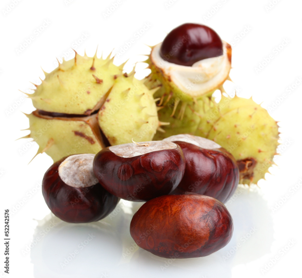 green and brown chestnuts isolated on white green and brown chestnuts isolated on white