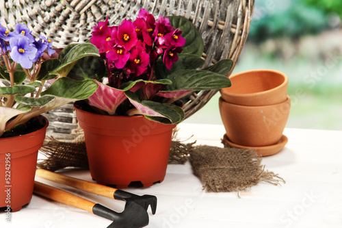 Bright saintpaulias and garden tools on natural background