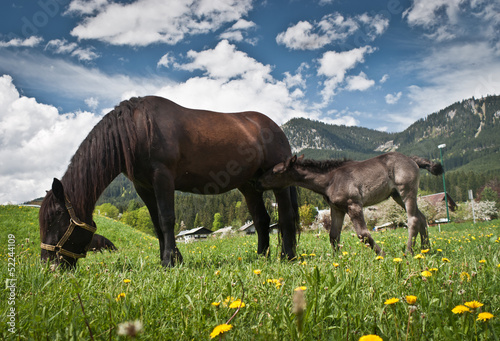 Valokuva Young foal with his mother in a field ,Salzkammergut,Austria.