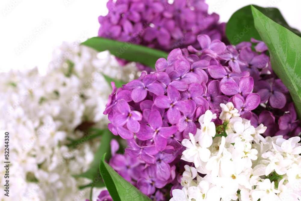 Beautiful lilac flowers, isolated on white