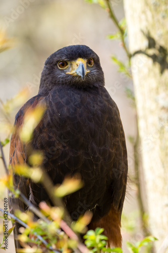 A Harris Hawk Perched on a branch