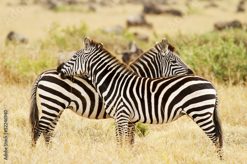Zebras on the Masai Mara in Kenya