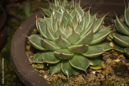 Haworthia succulent