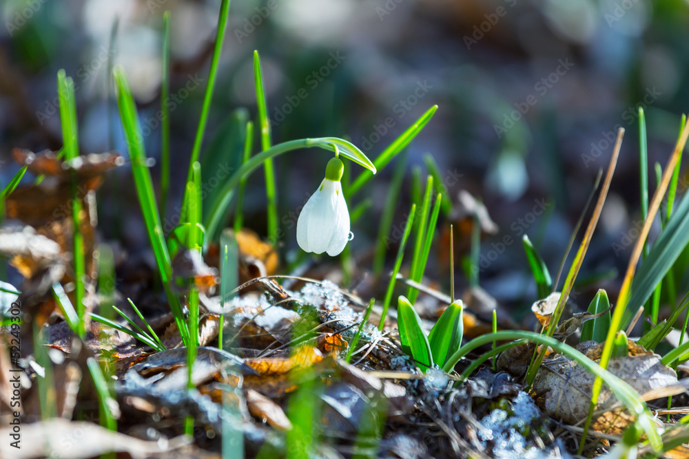 Snowdrops Snowdrops