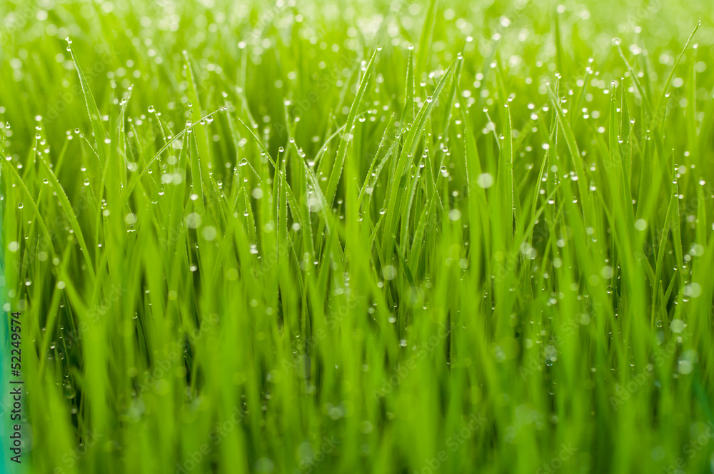 Obraz premium 新緑の葉としずく