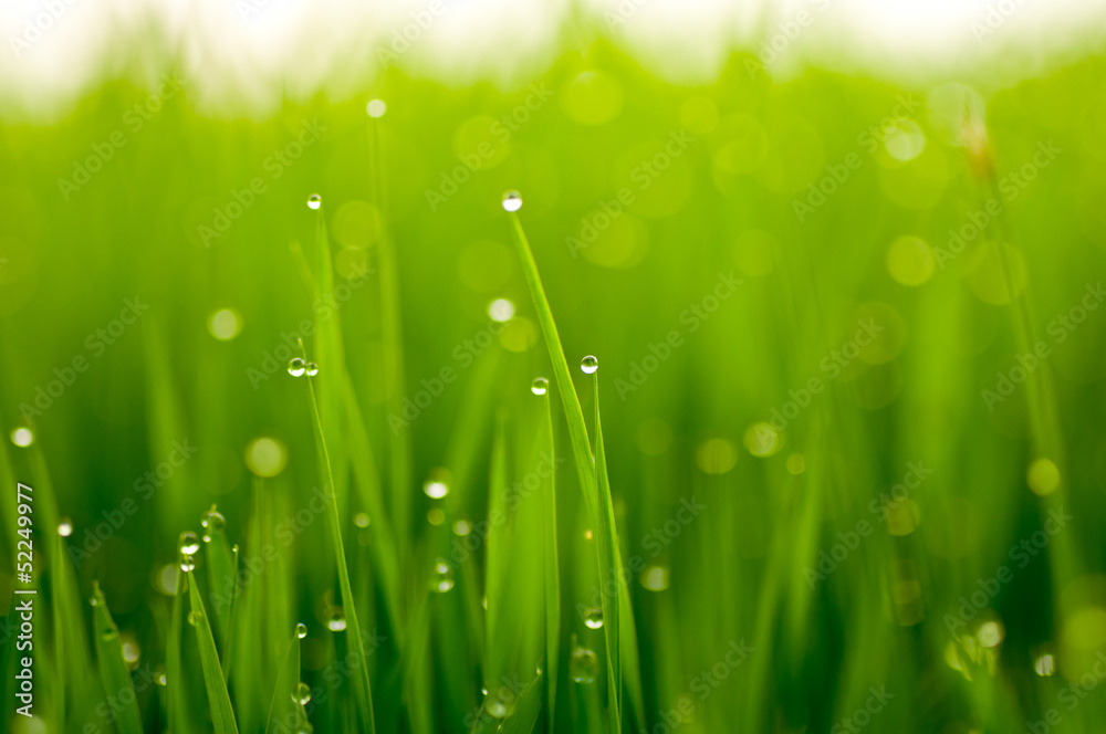 Fototapeta premium 新緑と水滴