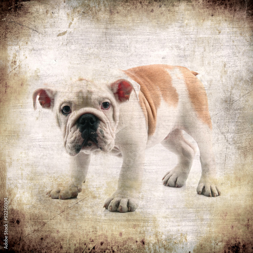 Fototapeta Naklejka Na Ścianę i Meble -  bulldog vintage