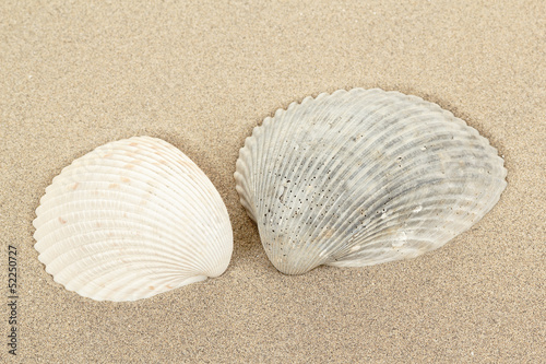 two seashell in sand
