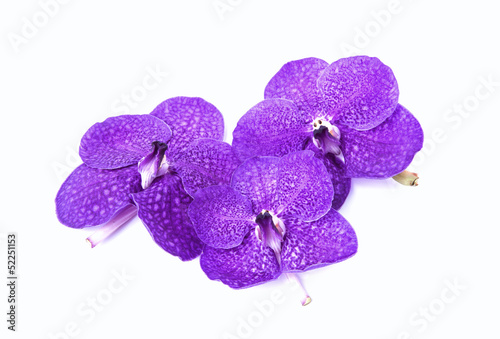 Fototapeta Naklejka Na Ścianę i Meble -  purple orchids on white background