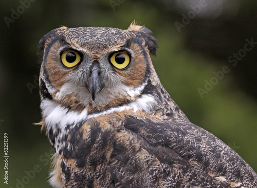 Great Horned Owl Ears Back