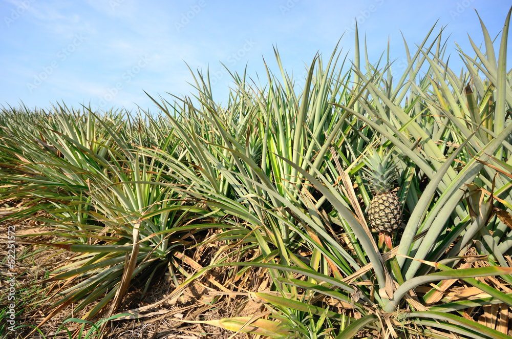 Closeup of raw pineapple in agriculture land. Closeup of raw pineapple in agriculture land.